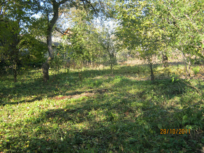 29 oct 2011 006