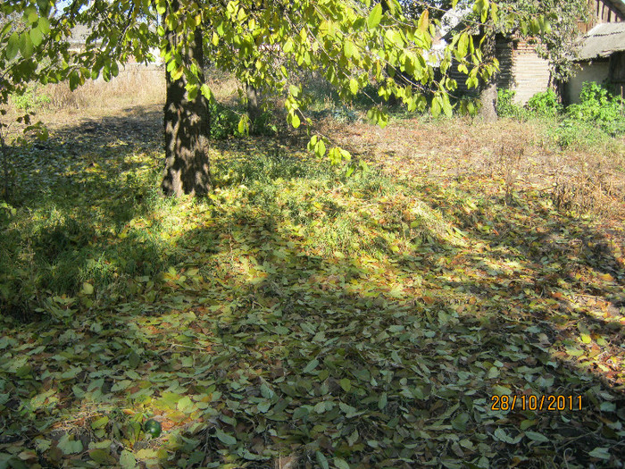 29 oct 2011 007