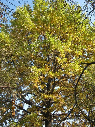 stejarul 29 oct 2011 012