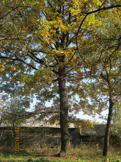 29 oct 2011 014