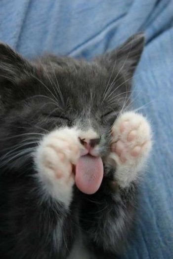 poze-animale-amuzante-pisici-limba - Mass-uri tari
