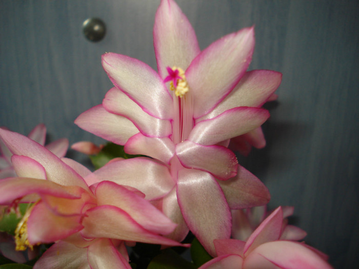 schlumbergera