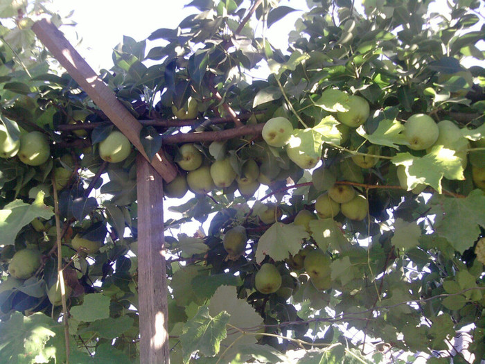 Copy of P100911_17.40