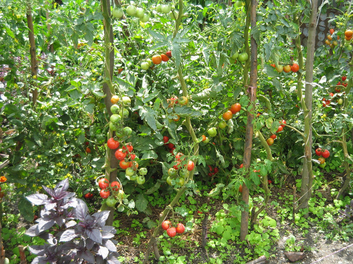 Rosii cherry in gradina ,aug.2011