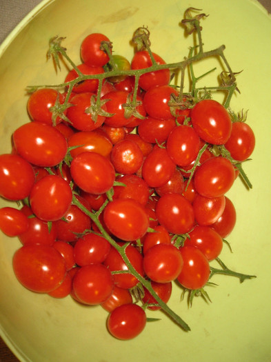 Rosii cherry prunisoare,aug.2011 - Gradina noastra 2011