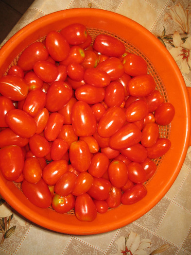 Rosii cherry prunisoare,aug.2011 - Gradina noastra 2011