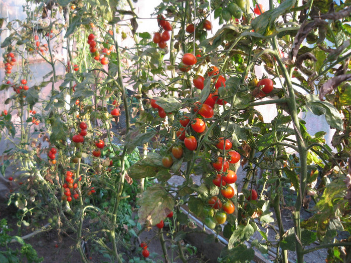 Rosii cherry in solar,sept.2011 - Gradina noastra 2011
