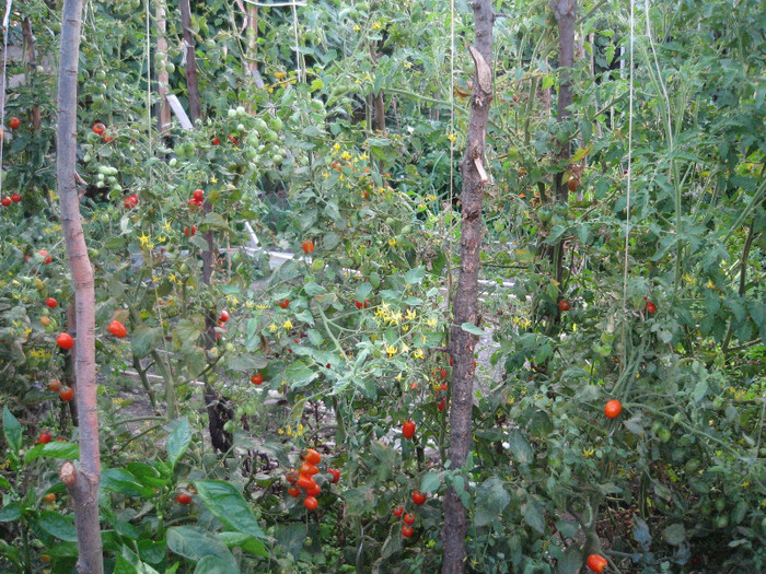 Rosii cherry in gradina,sept.2011 - Gradina noastra 2011