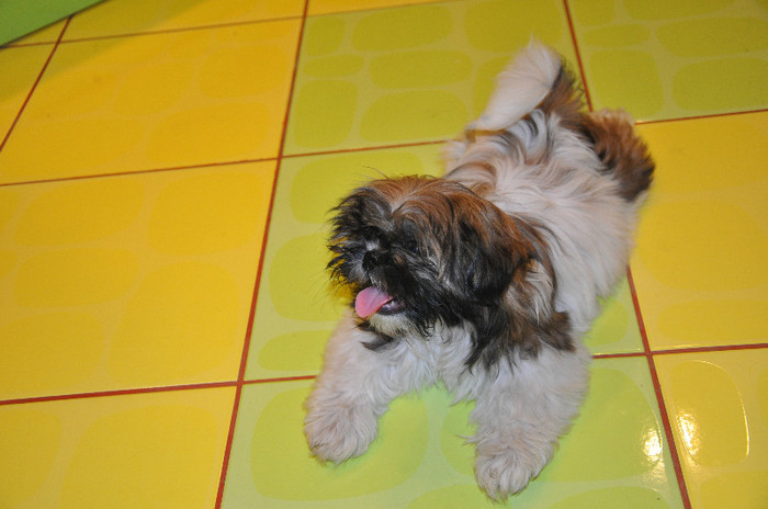 DSC_0080 - 5--shitzu