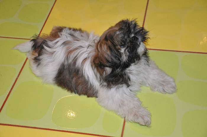 DSC_0089 - 5--shitzu