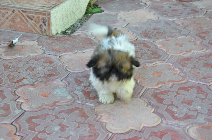 DSC_0459 - 5--shitzu