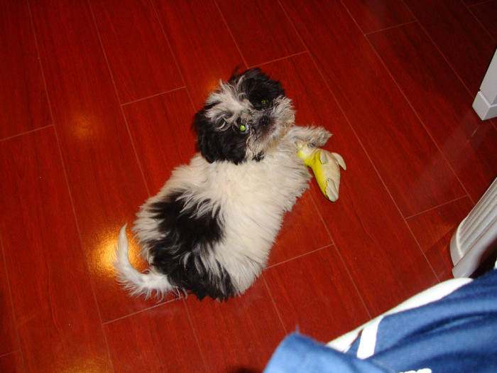 DSC07888 - 5--shitzu