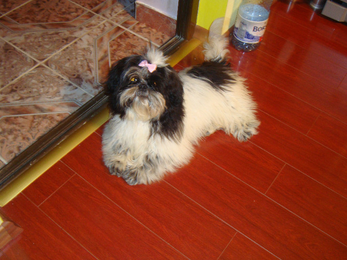 DSC08327 - 5--shitzu