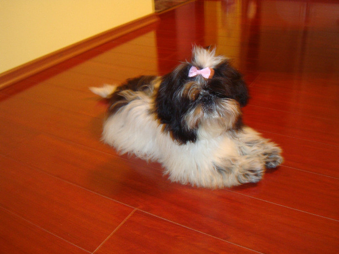 DSC08335 - 5--shitzu
