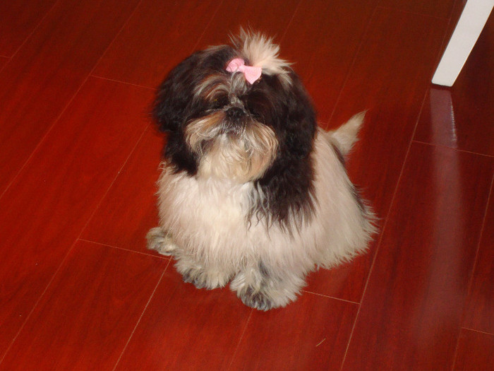 DSC08362 - 5--shitzu