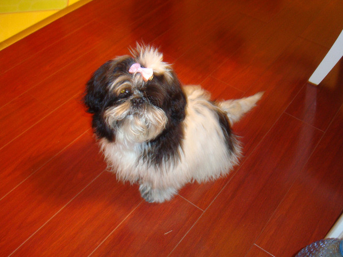 DSC08364 - 5--shitzu