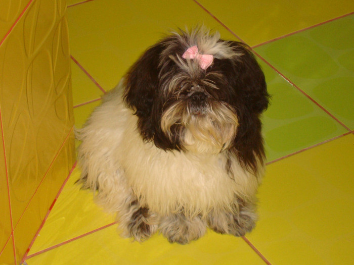 DSC08367 - 5--shitzu