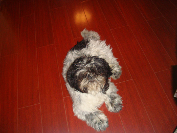 DSC09320 - 5--shitzu