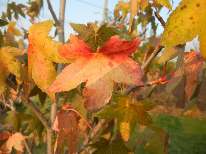 Liquidambar styraciflua (2011, Oct.29)