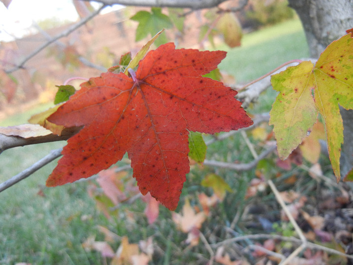 Liquidambar styraciflua (2011, Oct.29)