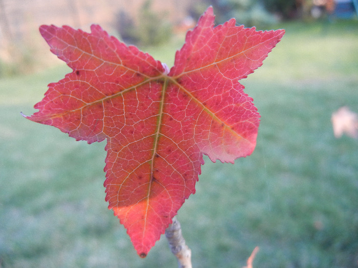 Liquidambar styraciflua (2011, Oct.29) - Liquidambar styraciflua