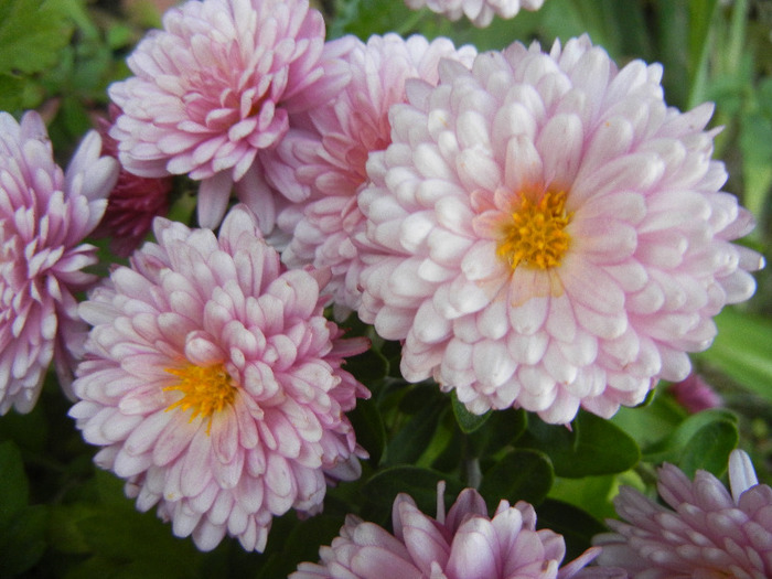 Pink Chrysanthemum (2011, Oct.28) - Pink Chrysanthemum