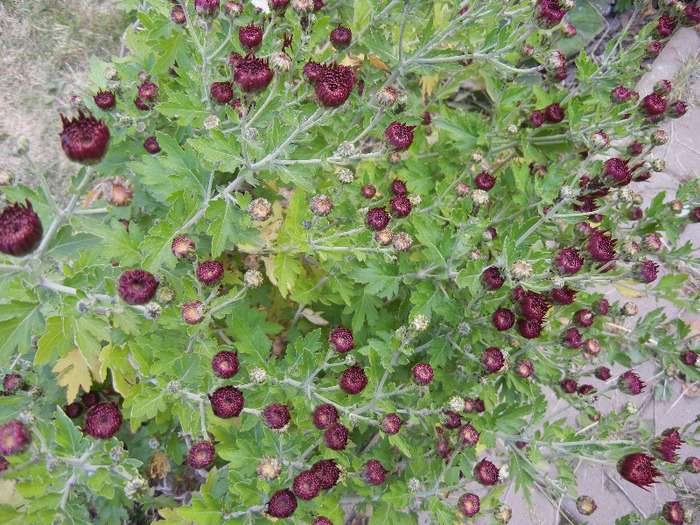 Purple Chrysanthemum (2011, Oct.29) - Purple Chrysanthemum