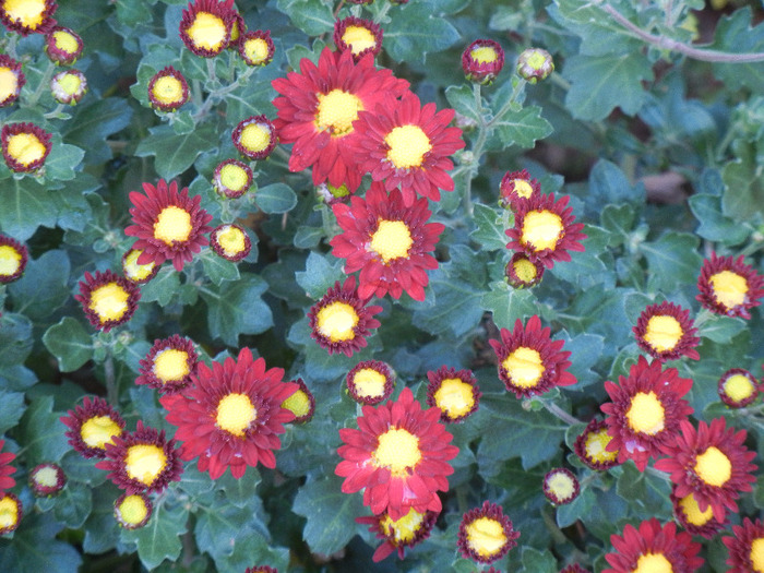 Red & Yellow Chrysanth (2011, Oct.28) - Red Yellow Chrysanthemum