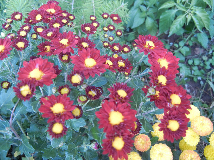 Red & Yellow Chrysanth (2011, Oct.28) - Red Yellow Chrysanthemum