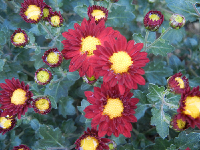 Red & Yellow Chrysanth (2011, Oct.28)