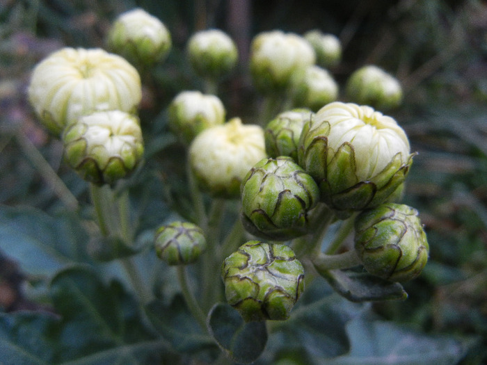 White Chrysanthemum (2011, Oct.28) - White Chrysanthemum