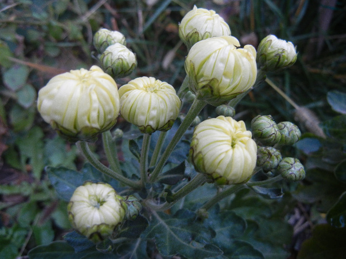 White Chrysanthemum (2011, Oct.28) - White Chrysanthemum