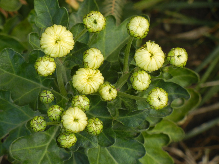 White Chrysanthemum (2011, Oct.29)