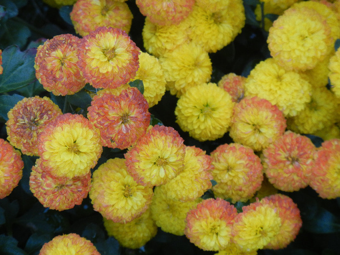 Yellow Chrysanthemum (2011, Oct.28) - Yellow Chrysanthemum