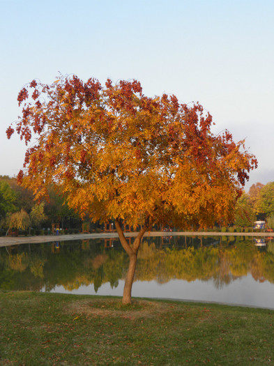 PA290045 - Toamna la Ploiesti