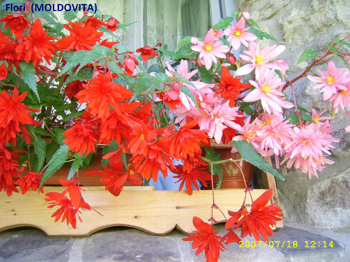 32. Flori (Manastirea Moldovita)