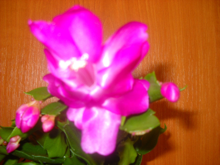 30.oct.2011 - Schlumbergera-2010-2013