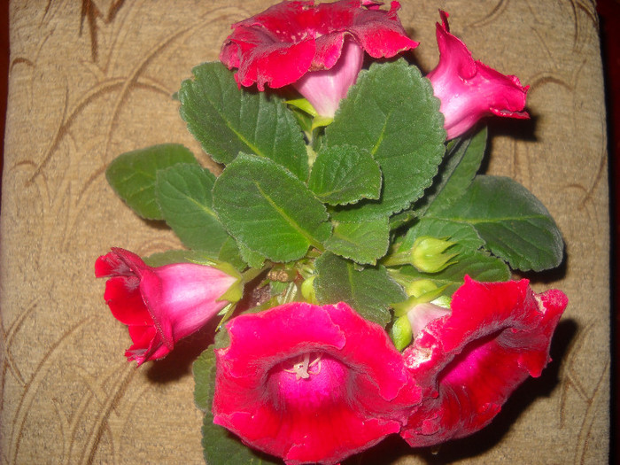 30.oct.011 - 1GLOXINIA-2011