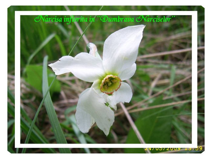 101. VAD - Narcise inflorite
