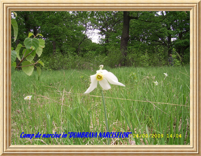 102. VAD - Camp de narcise