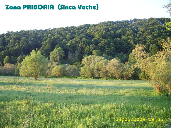 113. SINCA-VECHE (Priboaia) 1
