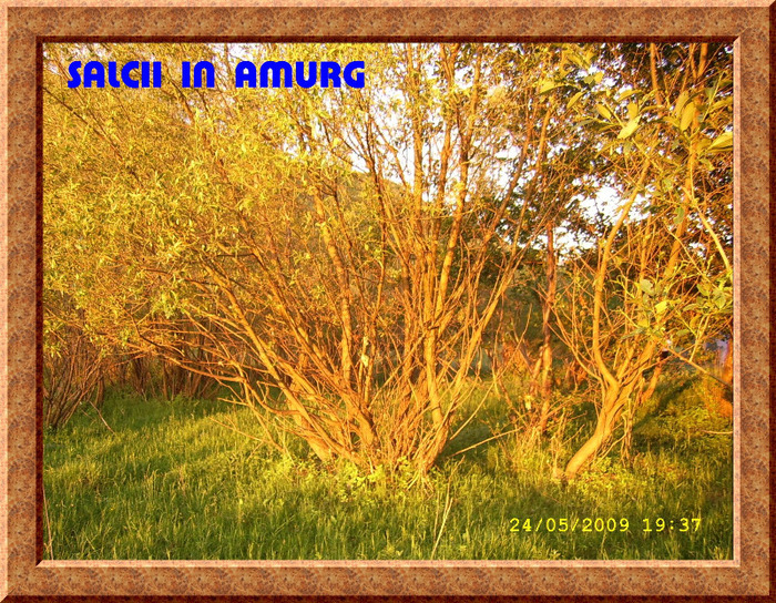 114. Salcii in amurg