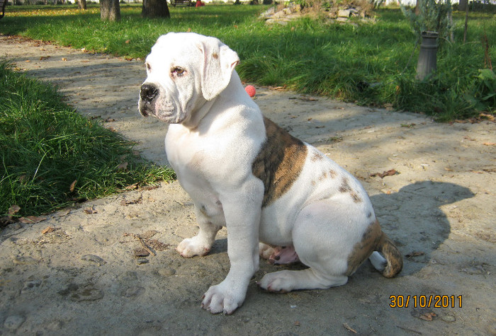 Athos 4l - 1ATHOS   Bulldog American