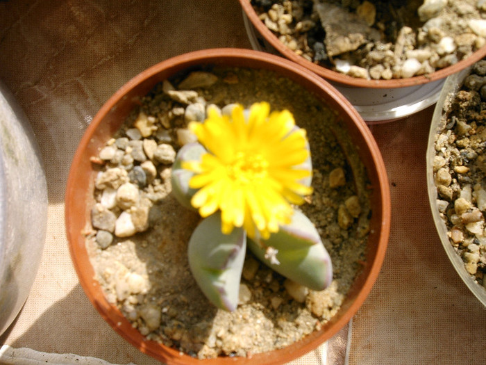 IMAG0010 - Cactusi -suculente