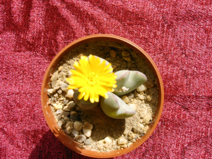 IMAG0011 - Cactusi -suculente