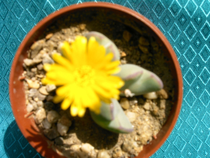 IMAG0012 - Cactusi -suculente