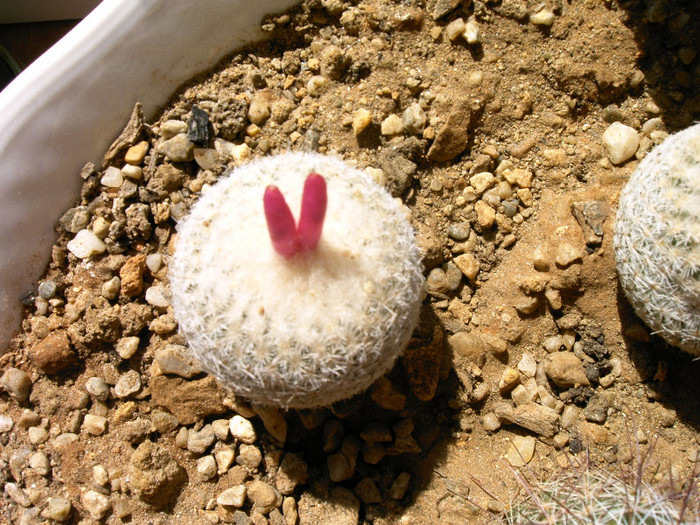 IMAG0027 - Cactusi -suculente