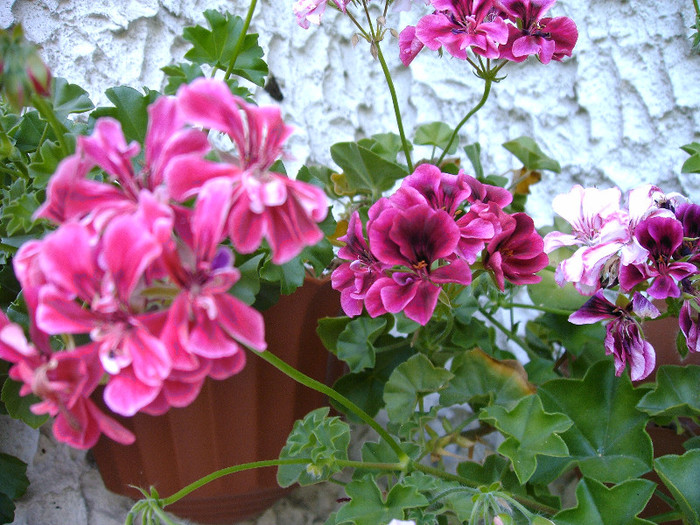 IMAG0023 - Diverse flori
