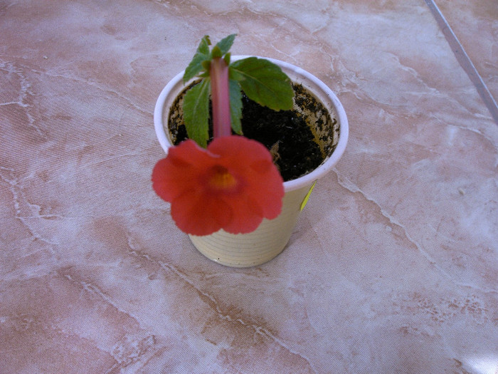 IMAG0026 - Diverse flori