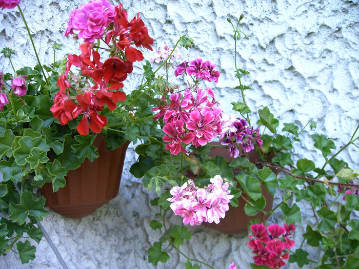 IMAG0021 - Diverse flori